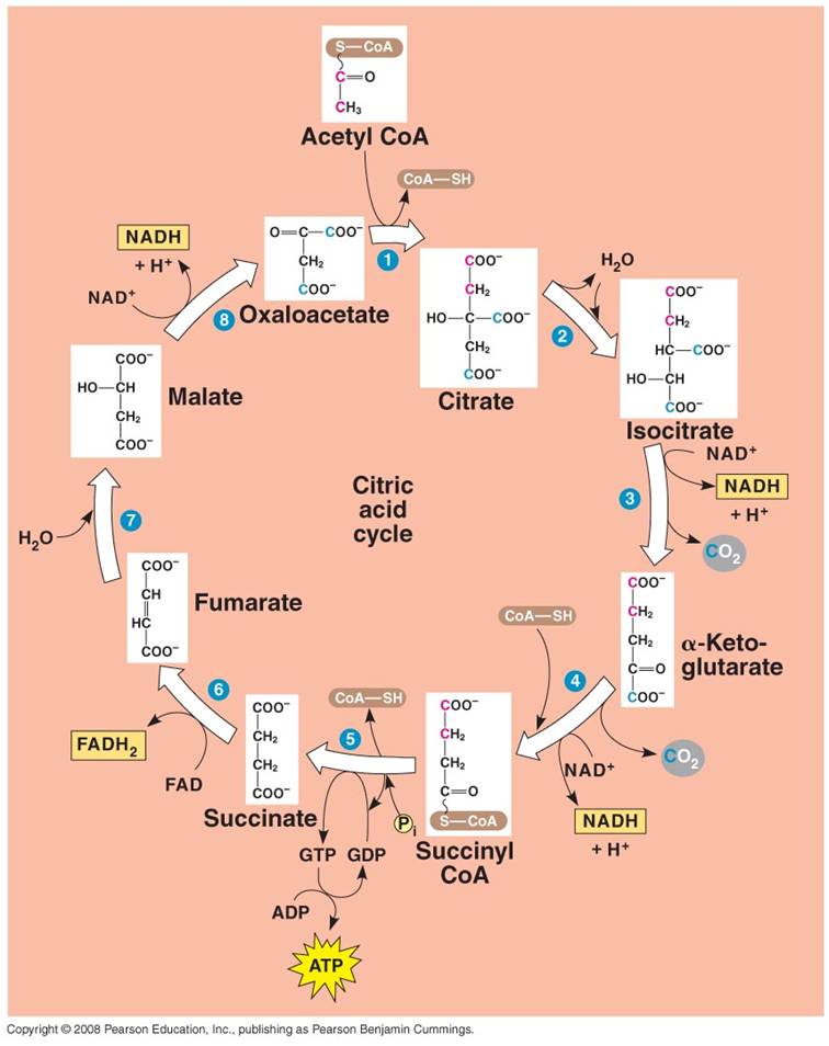 Glyco 6