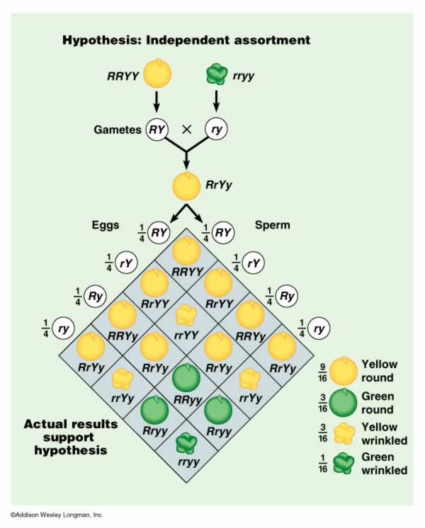 Dihybrid Crosses