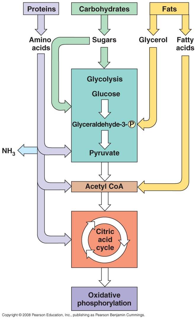 Get Cellular Respiration Steps Inputs And Outputs Pictures