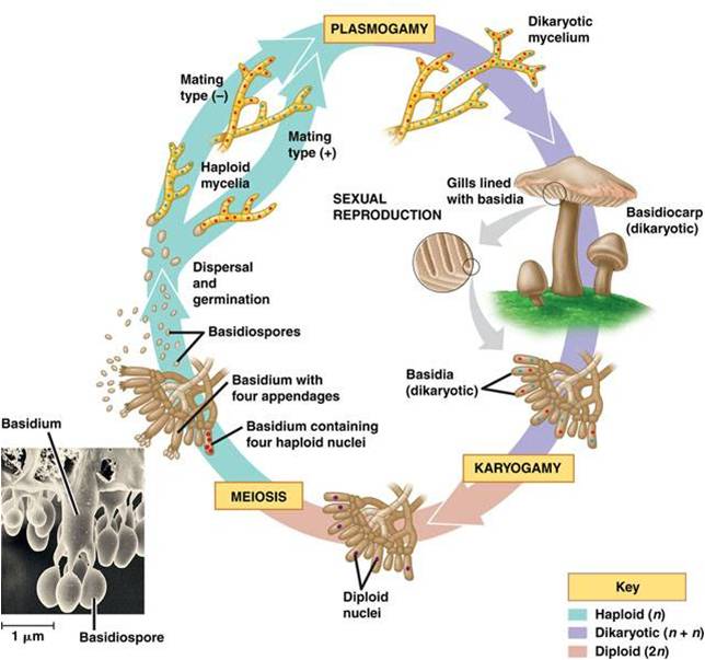 Generalized Fungi Life Cycle 2326