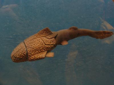placoderm fishes